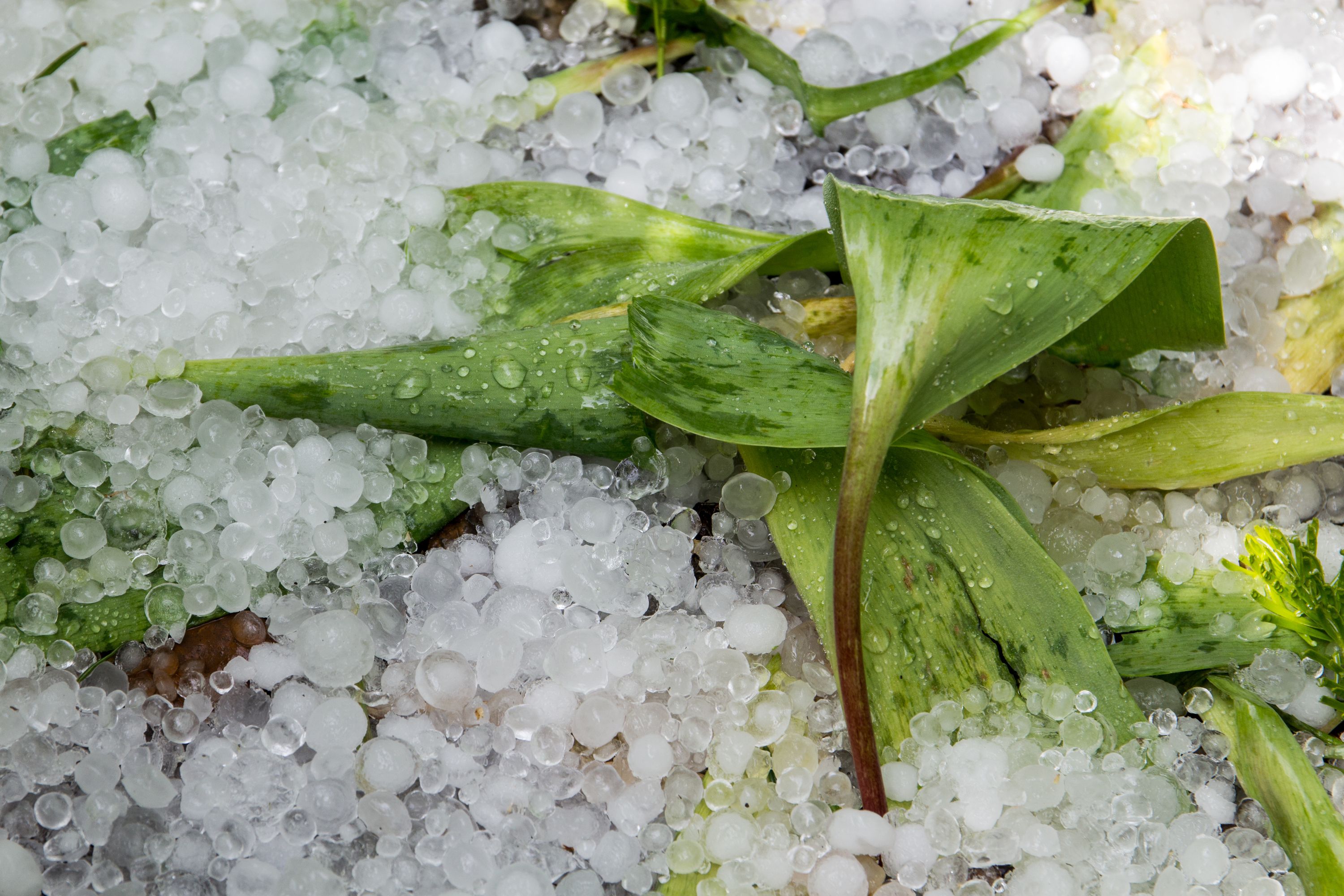 La agitada vida de los granizos